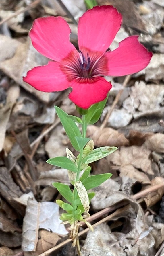linum grandiflorum
