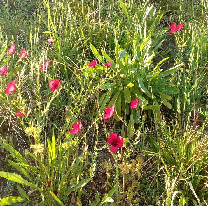 linum grandiflorum