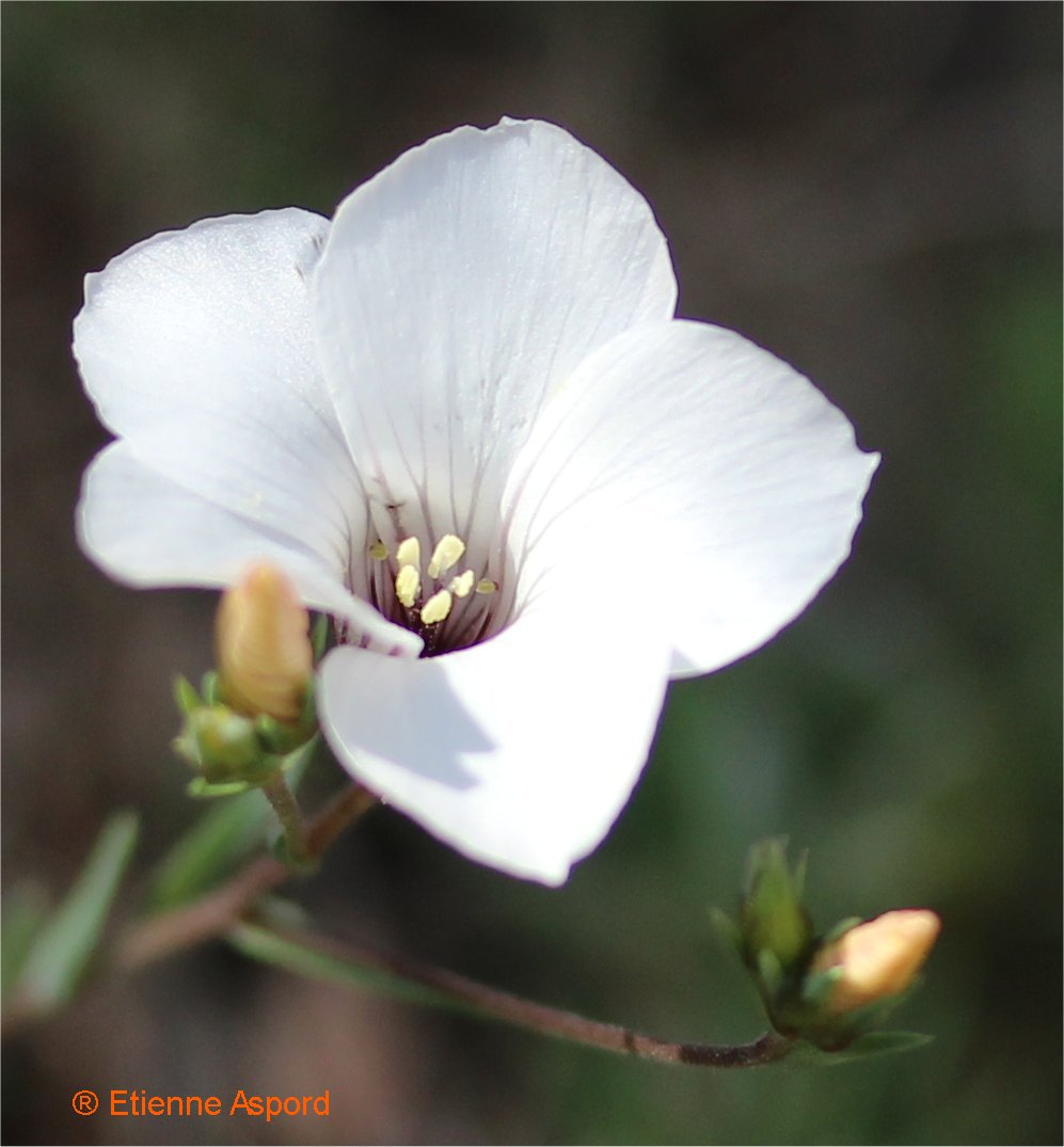linum suffructicosum.jpg