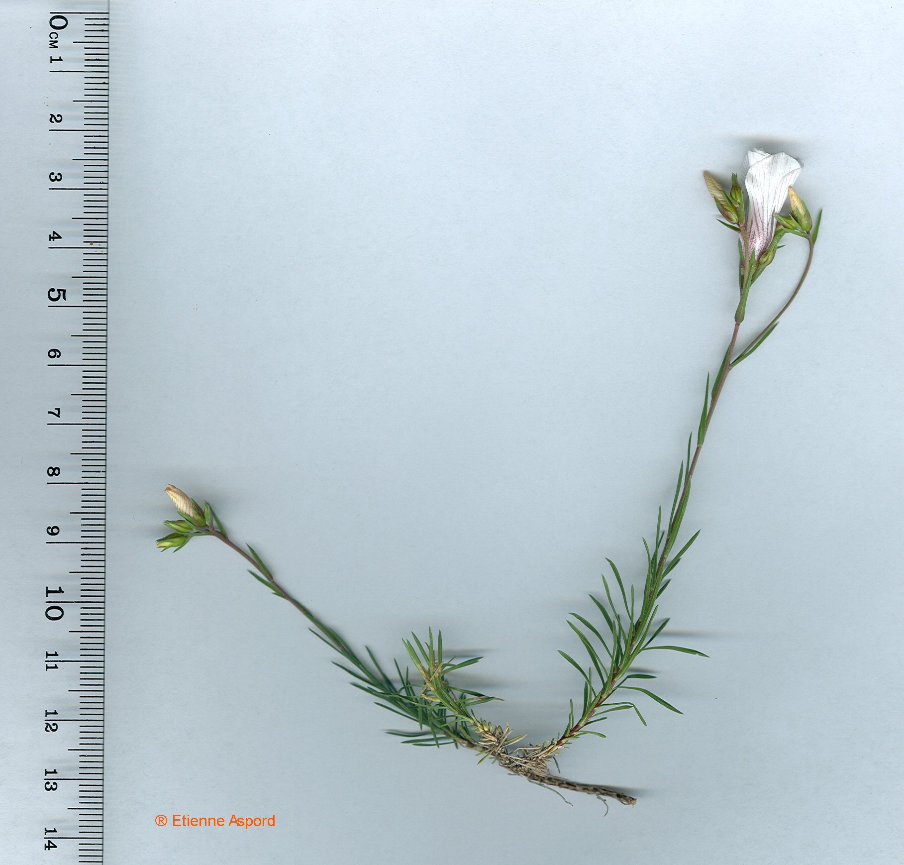 linum suffructicosum.jpg