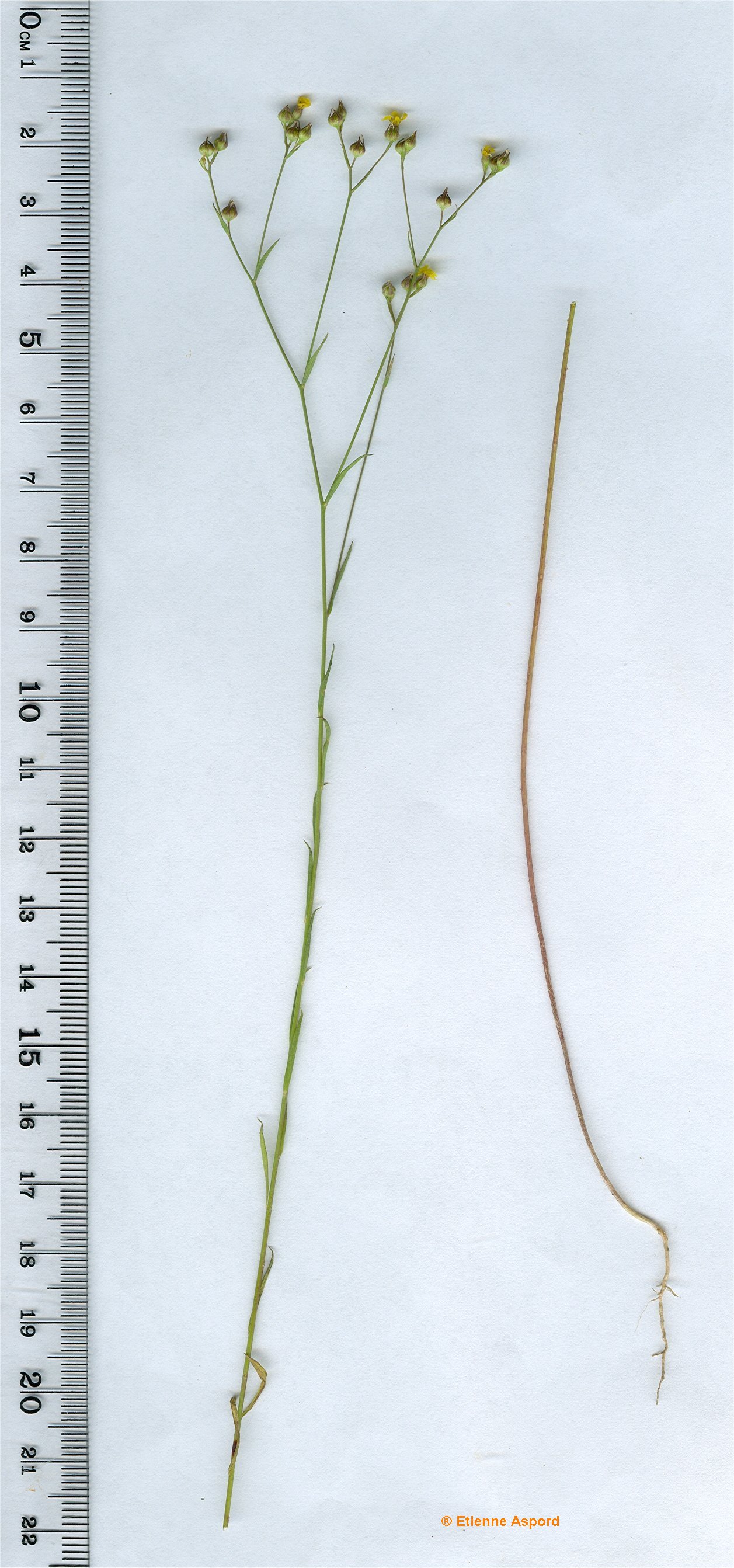 linum trigynum