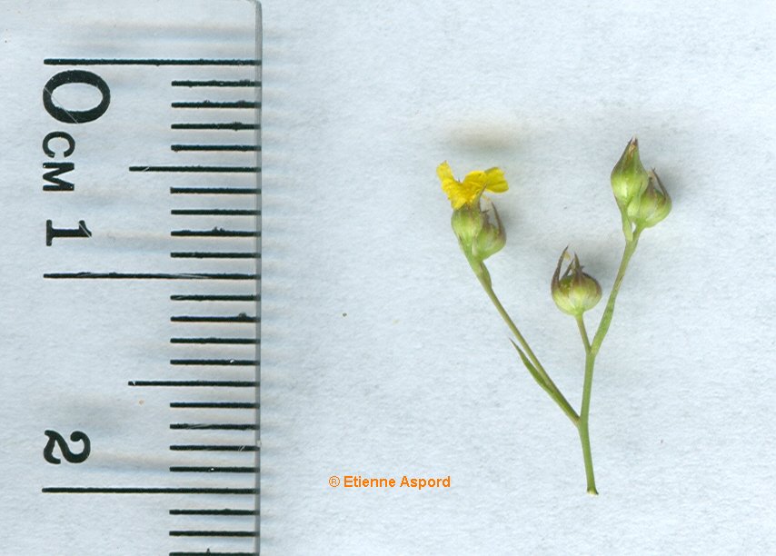 linum trigynum