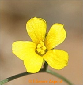 linum trigynum