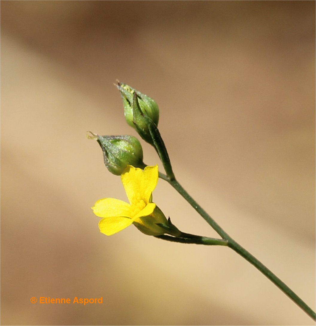 linum trigynum
