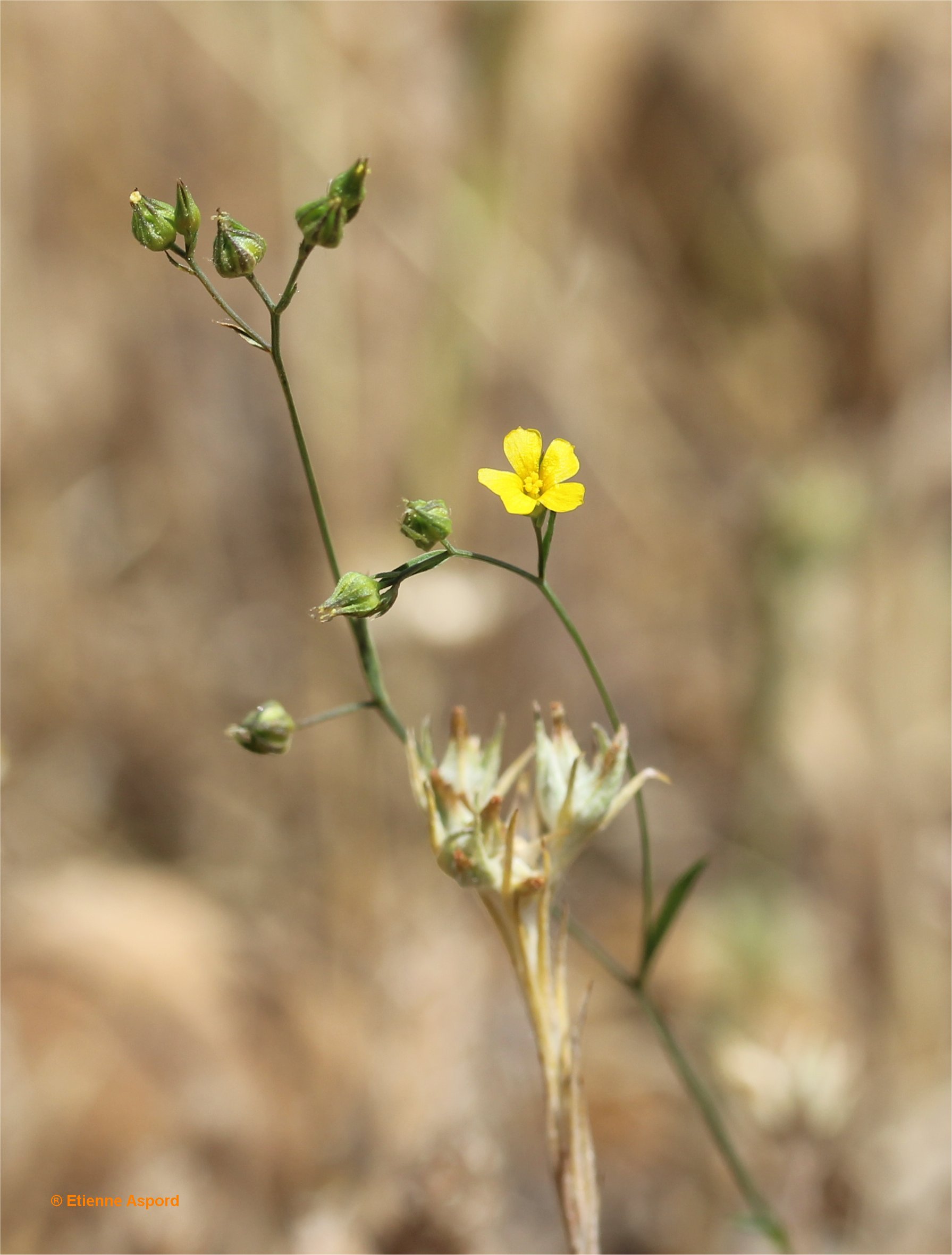 linum trigynum