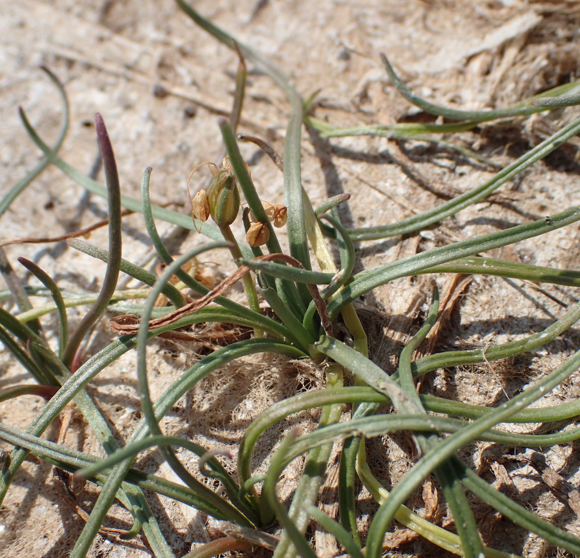 Littorella unifloralittorella uniflora
