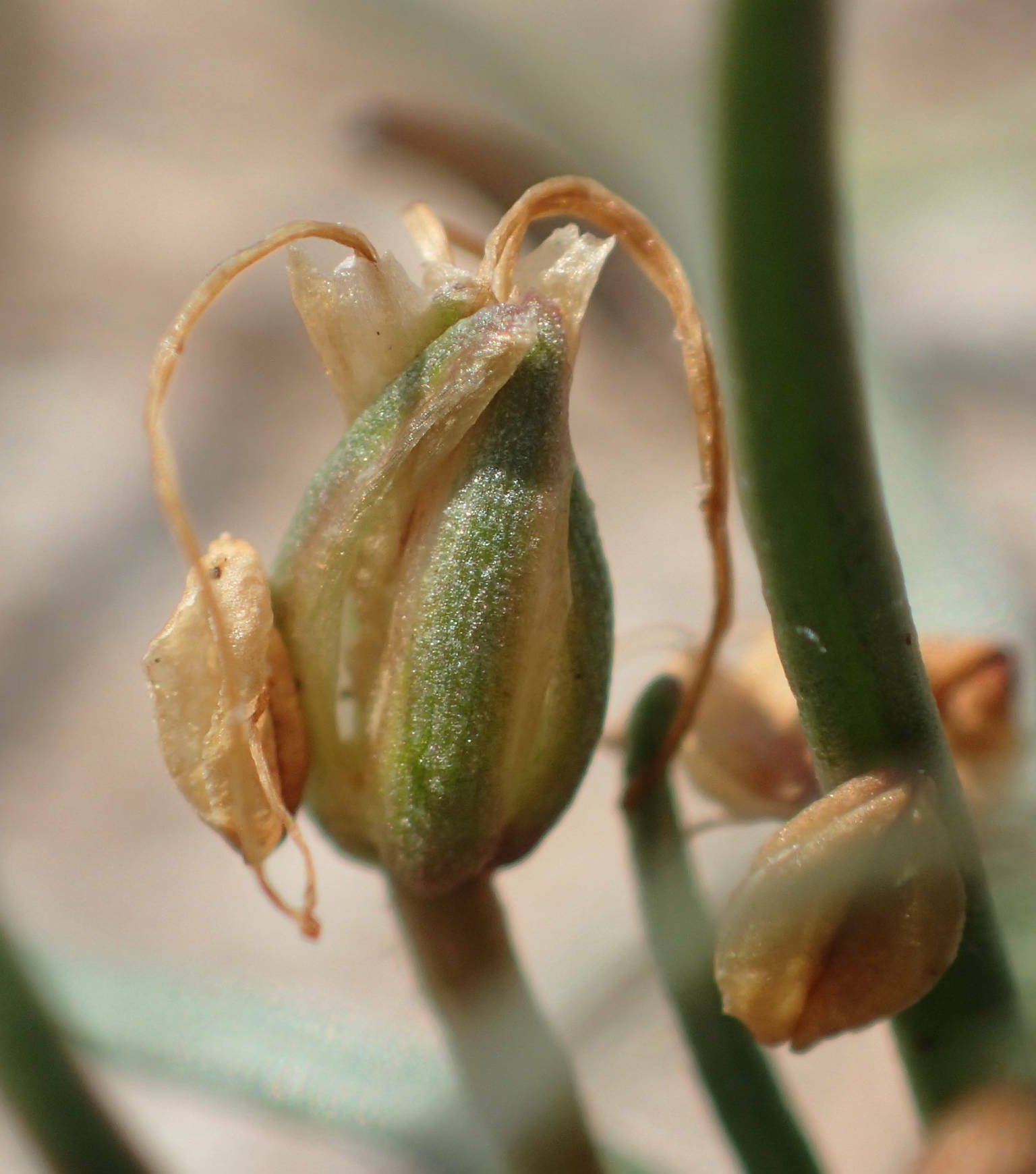 Littorella unifloralittorella uniflora