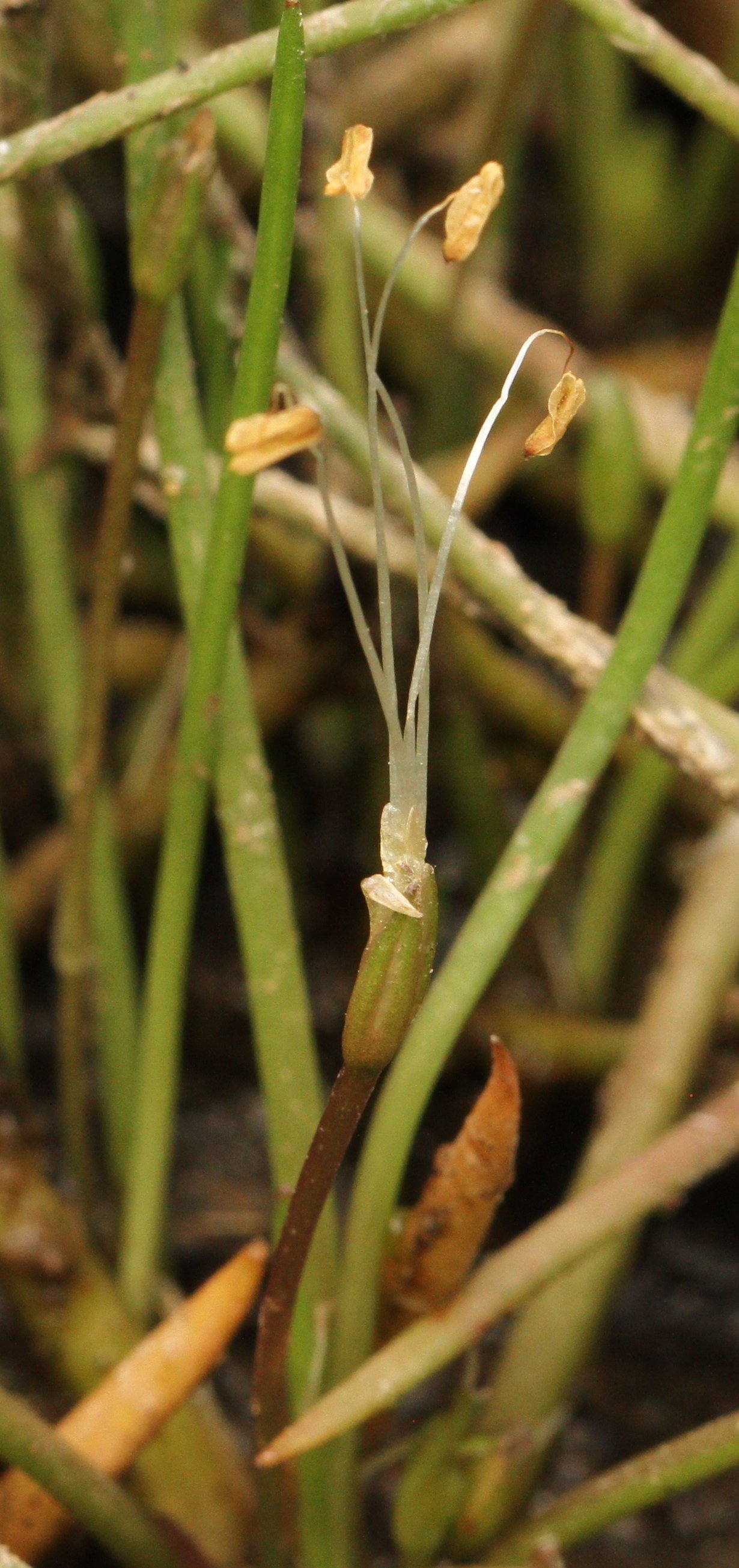 Littorella unifloralittorella uniflora