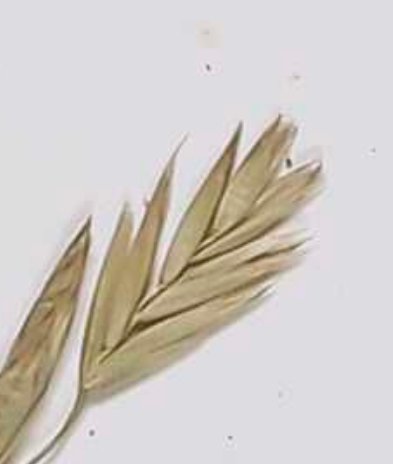 lolium interruptum