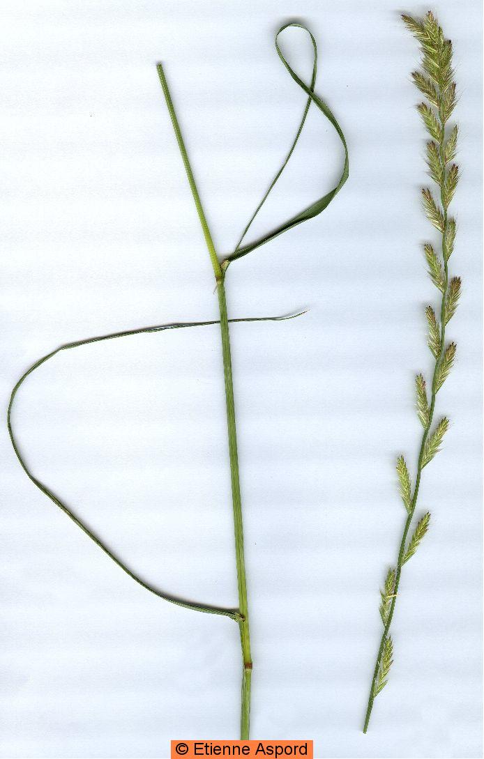 lolium multiflorum