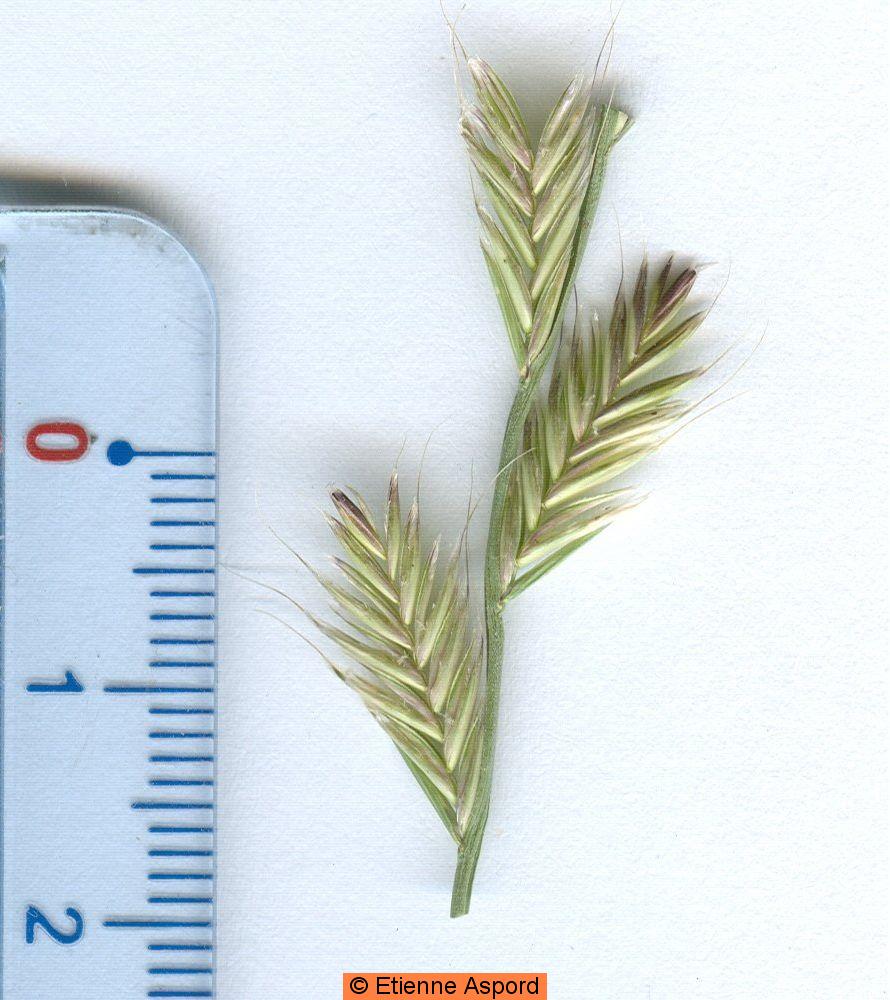 lolium multiflorum
