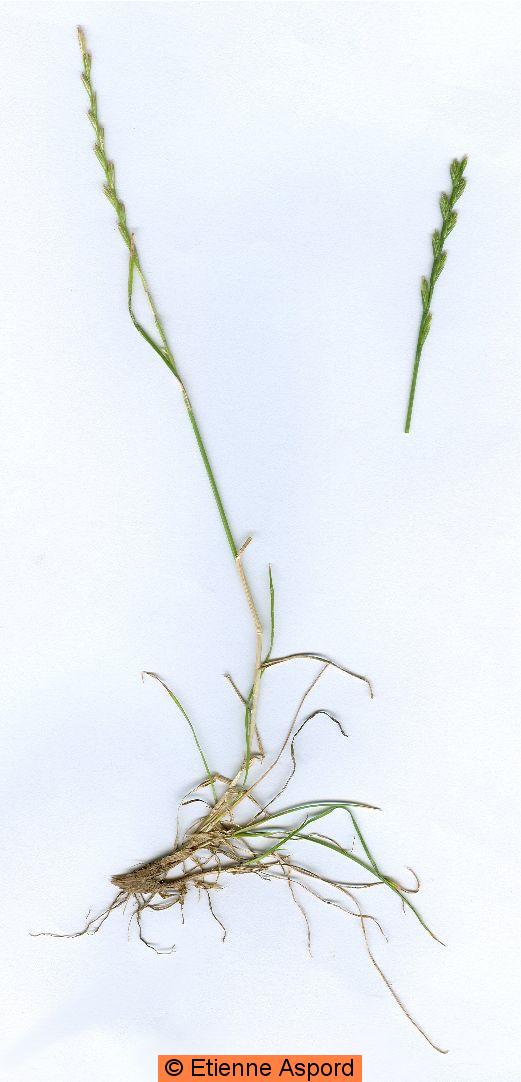 lolium perenne