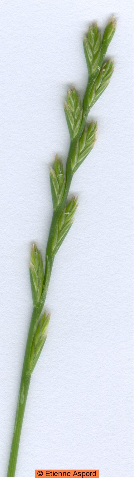 lolium perenne