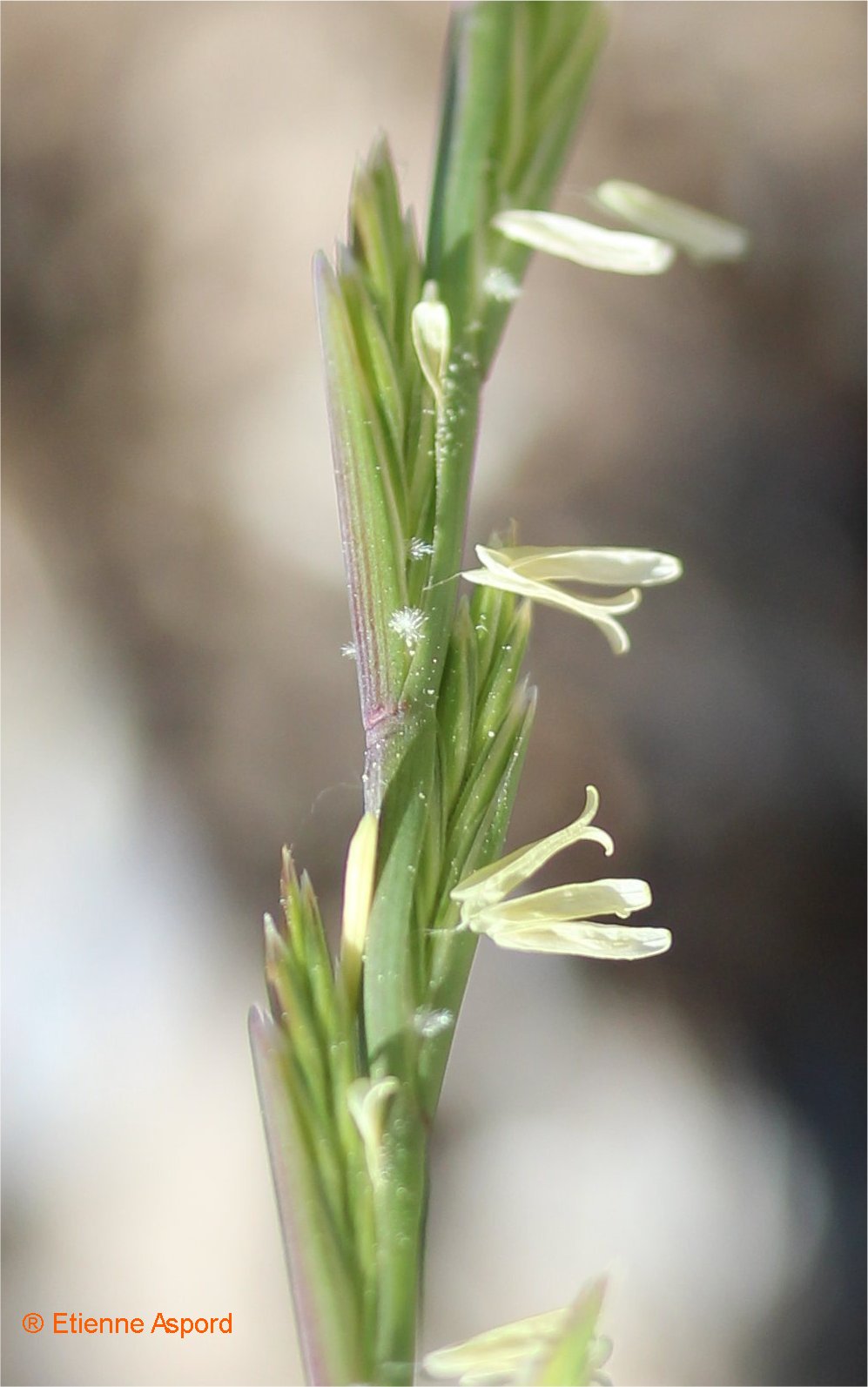 lolium perenne