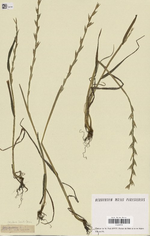 lolium temulentum