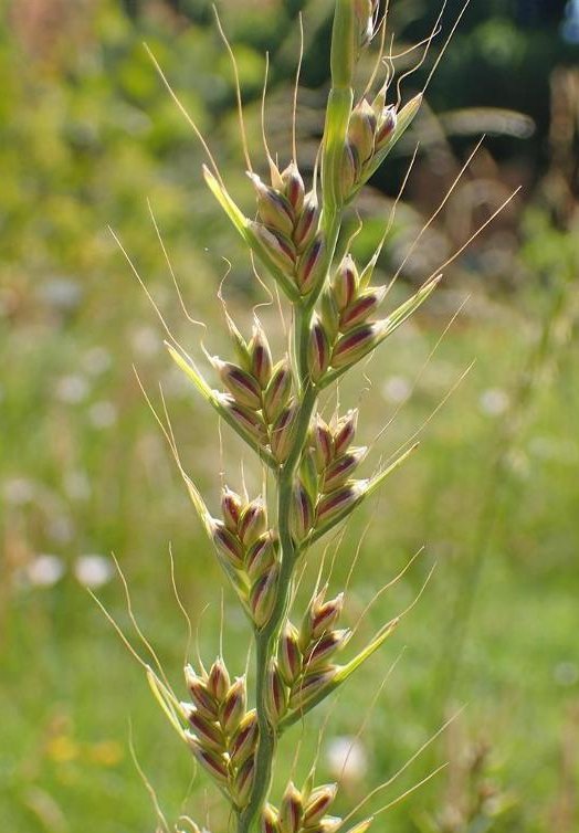 lolium temulentum