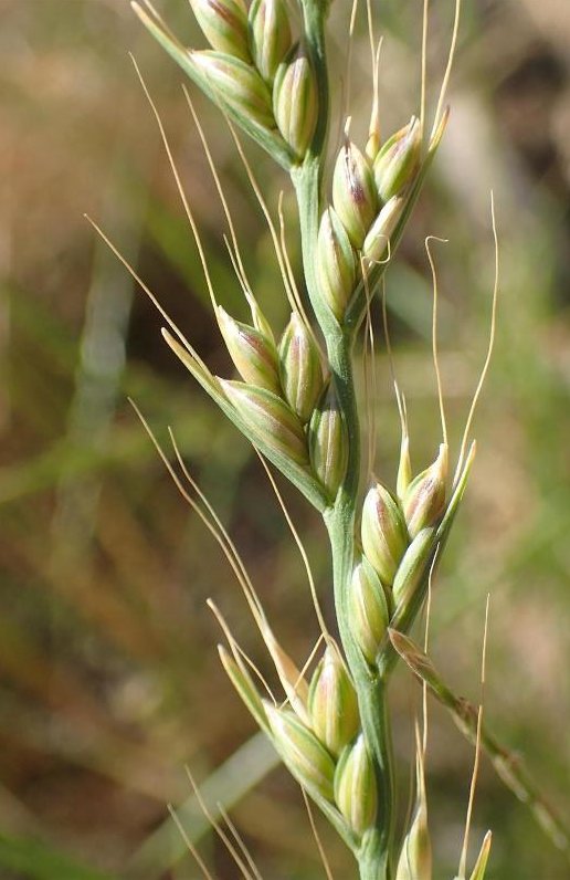 lolium temulentum