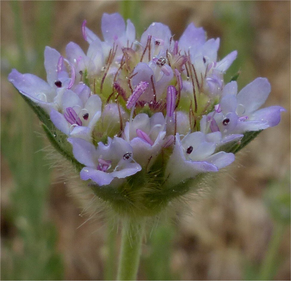 lomelosia simplex