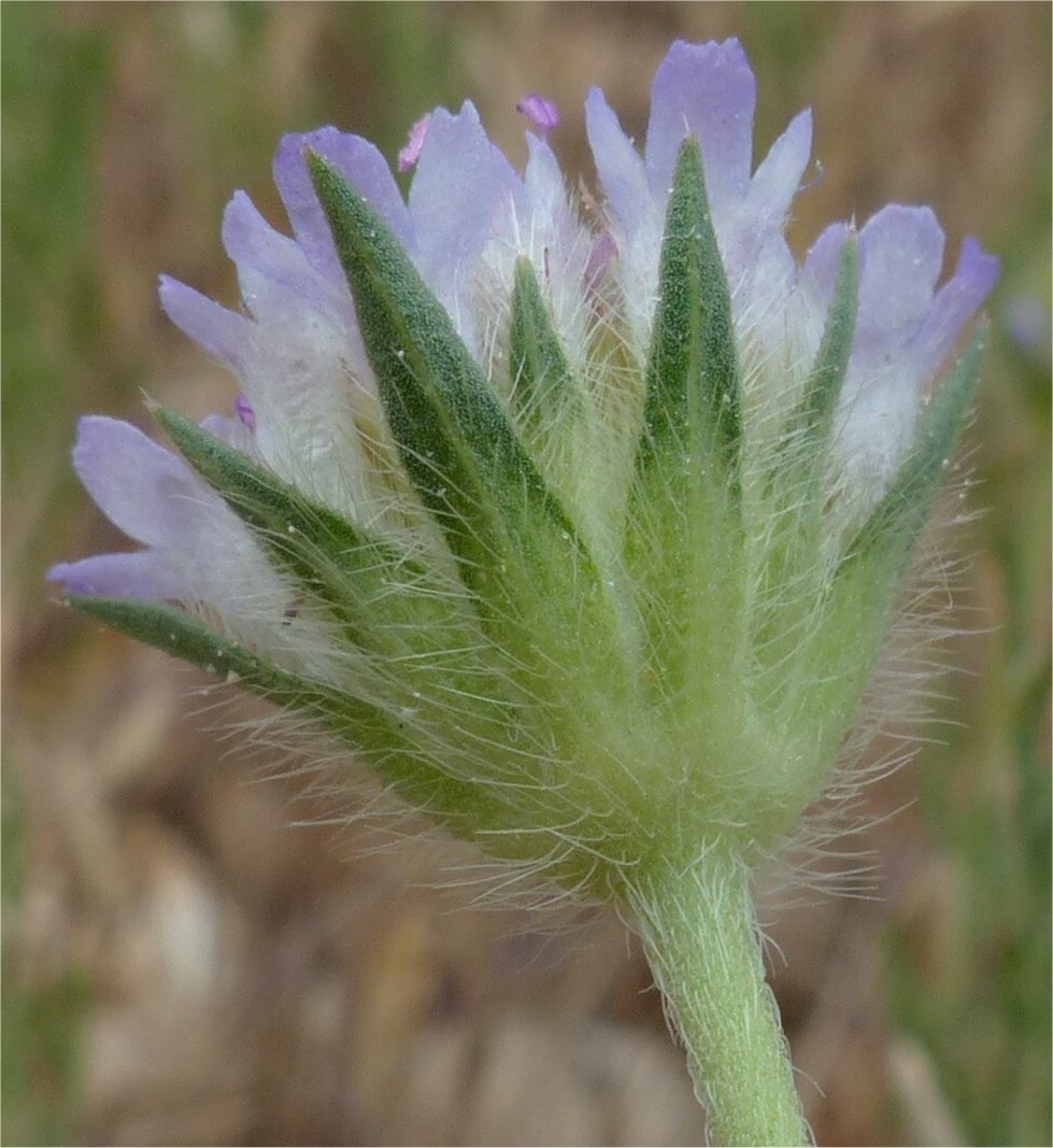 lomelosia simplex