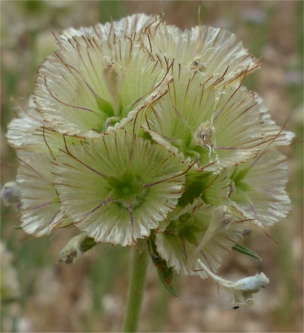 lomelosia simplex