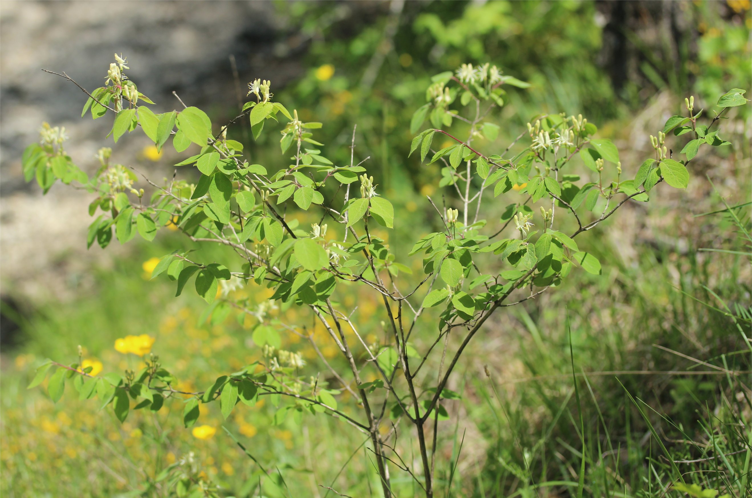 lonicera xylosteum