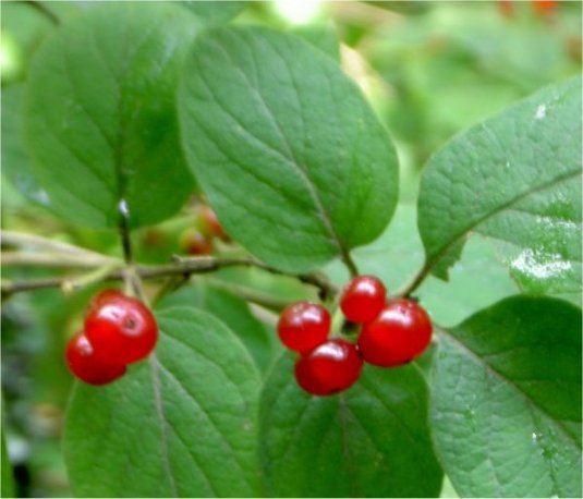 lonicera xylosteum