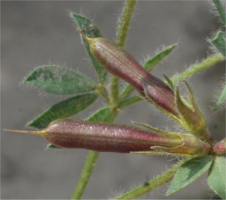 lotus hispidus