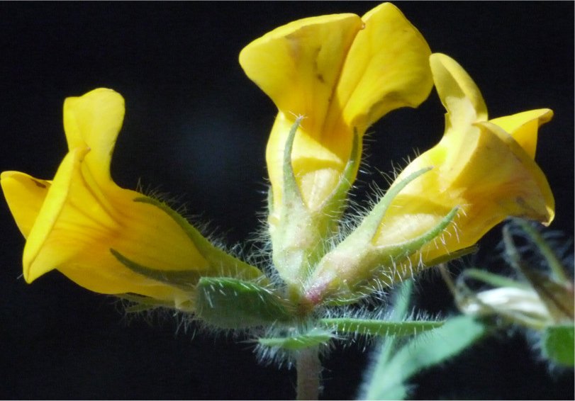 lotus hispidus