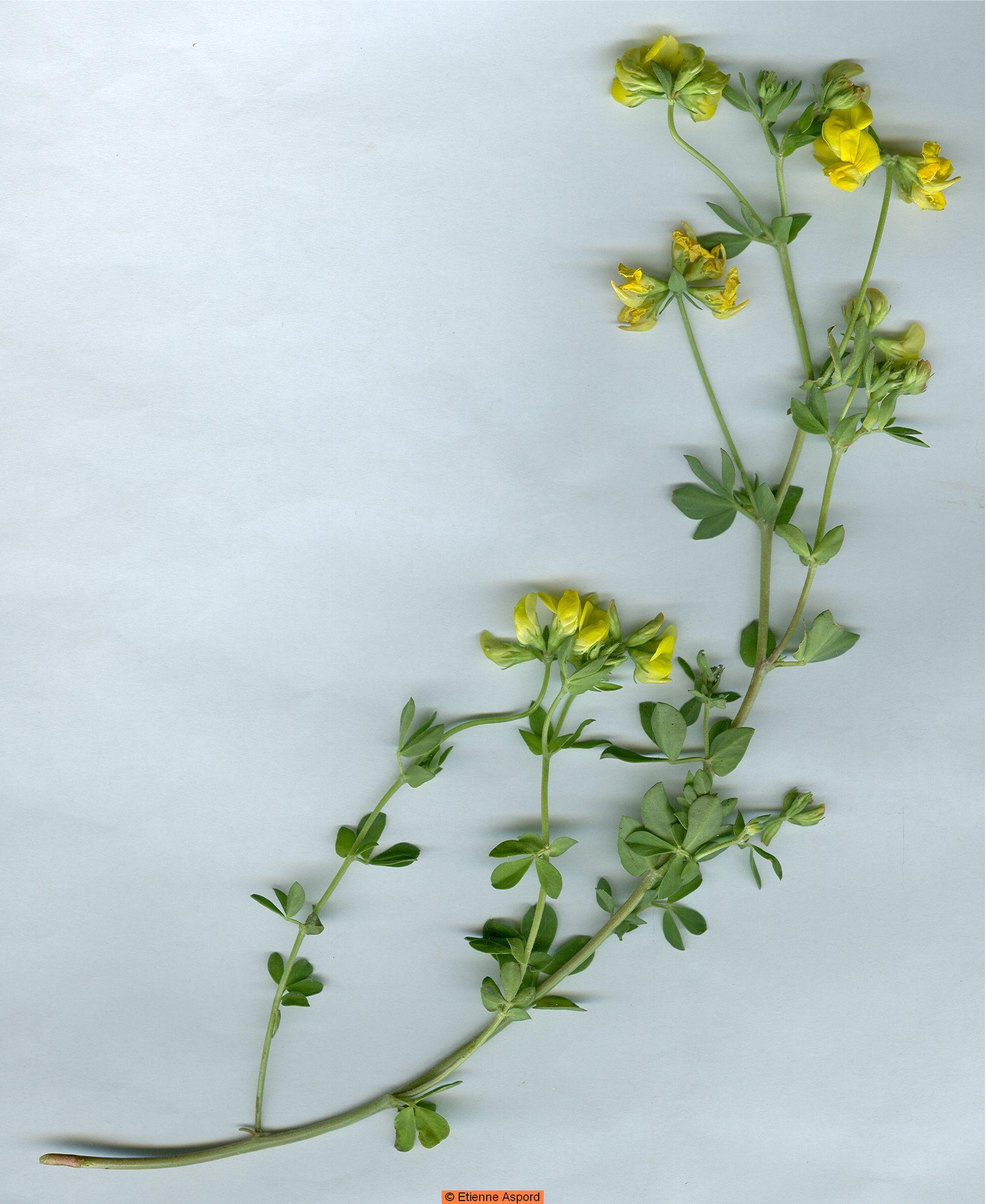 lotus corniculatus