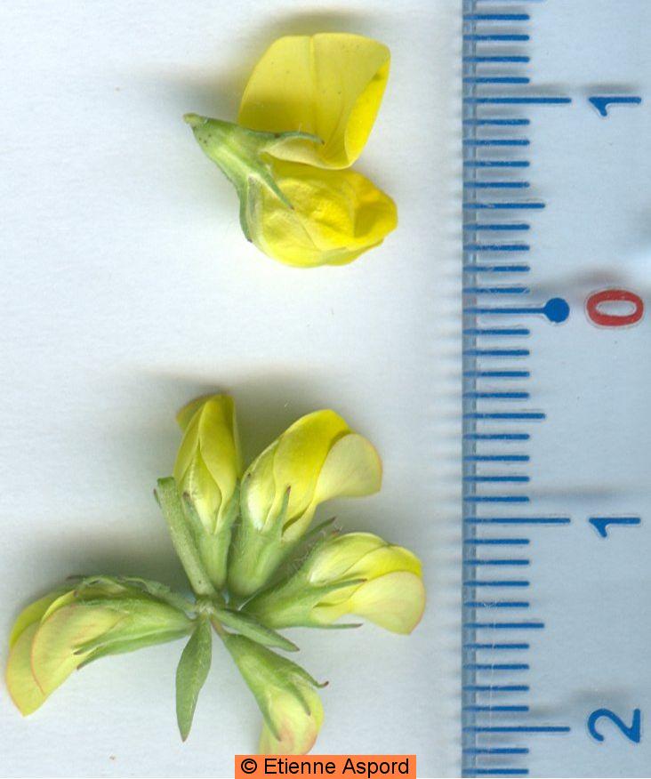 lotus corniculatus