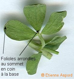 lotus corniculatus