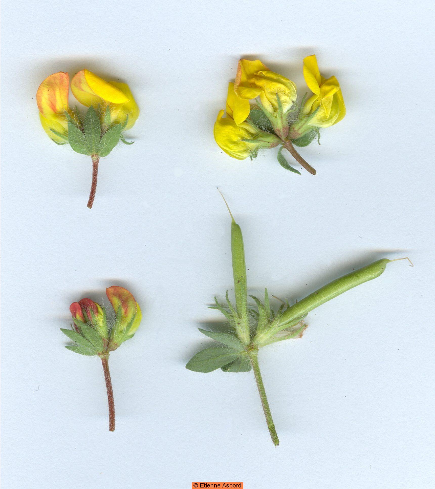 lotus delortii
