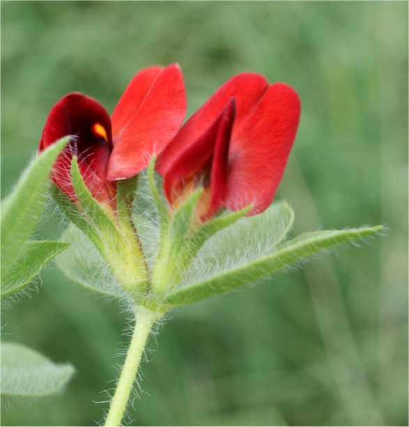 lotus tetragonolobus