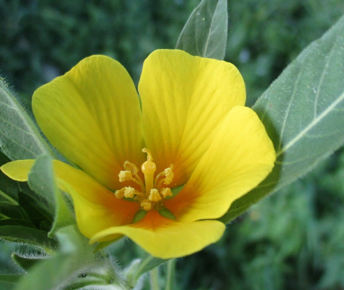 ludwigia grandiflora