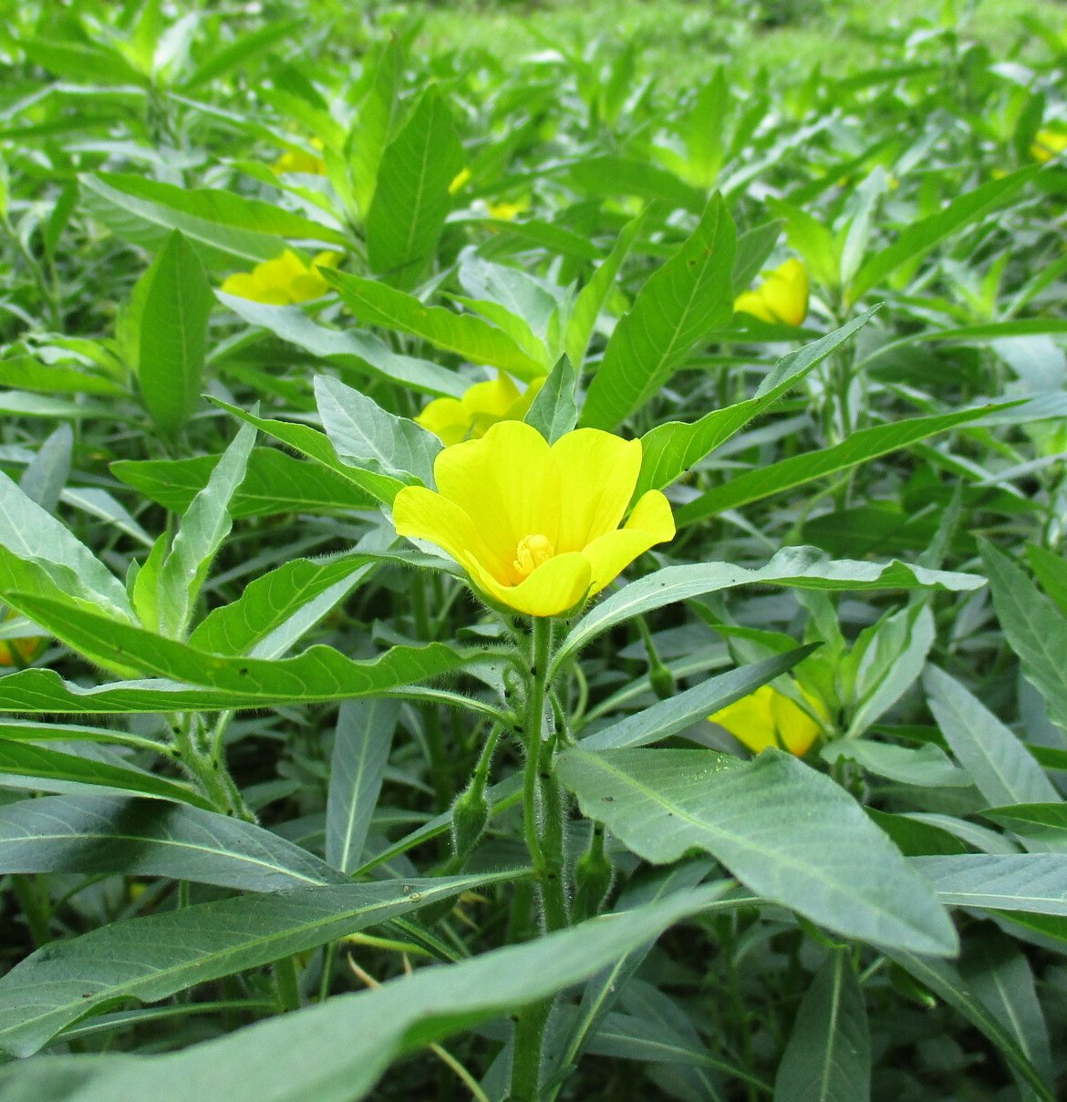 ludwigia grandiflora