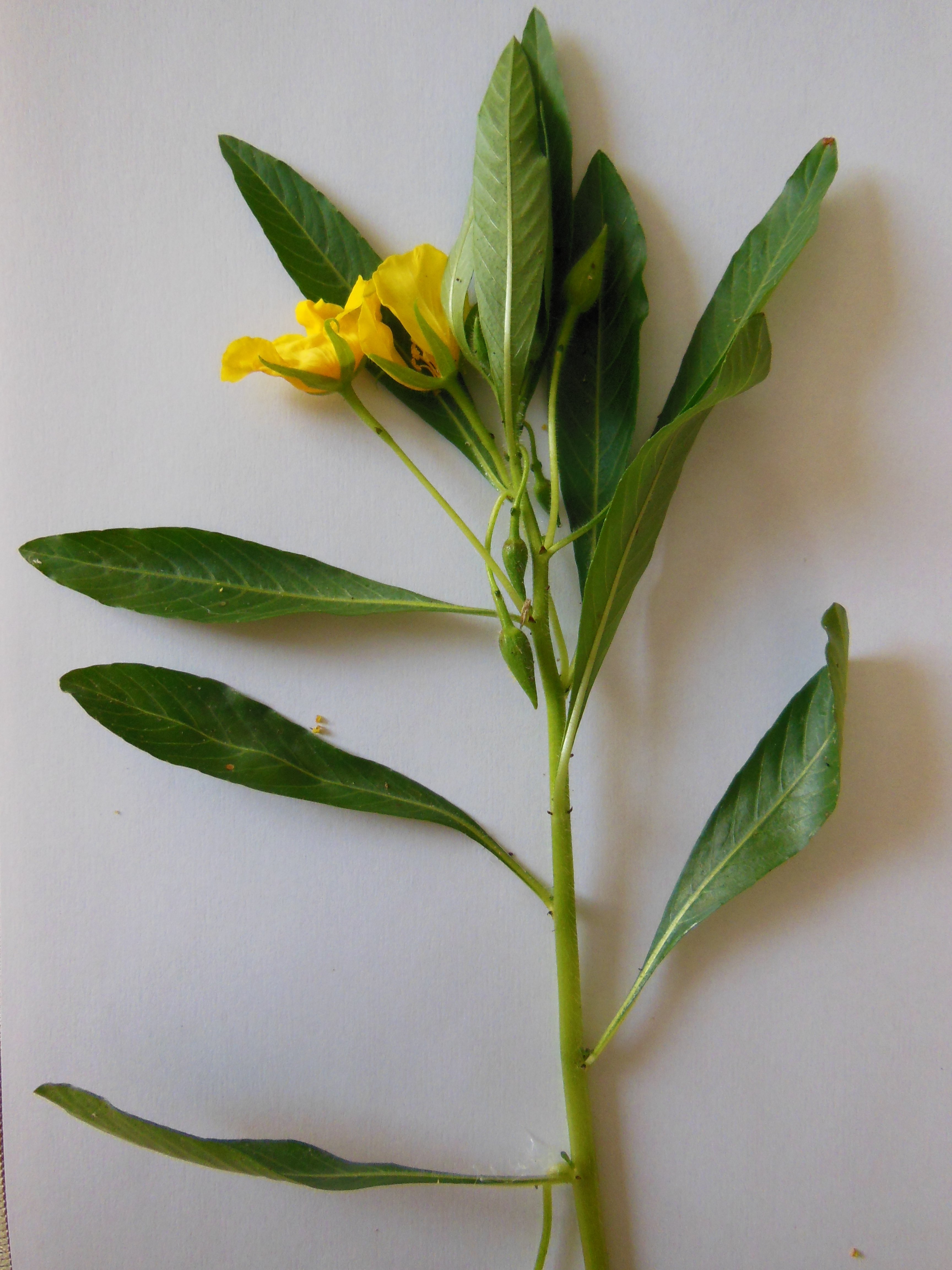ludwigia grandiflora