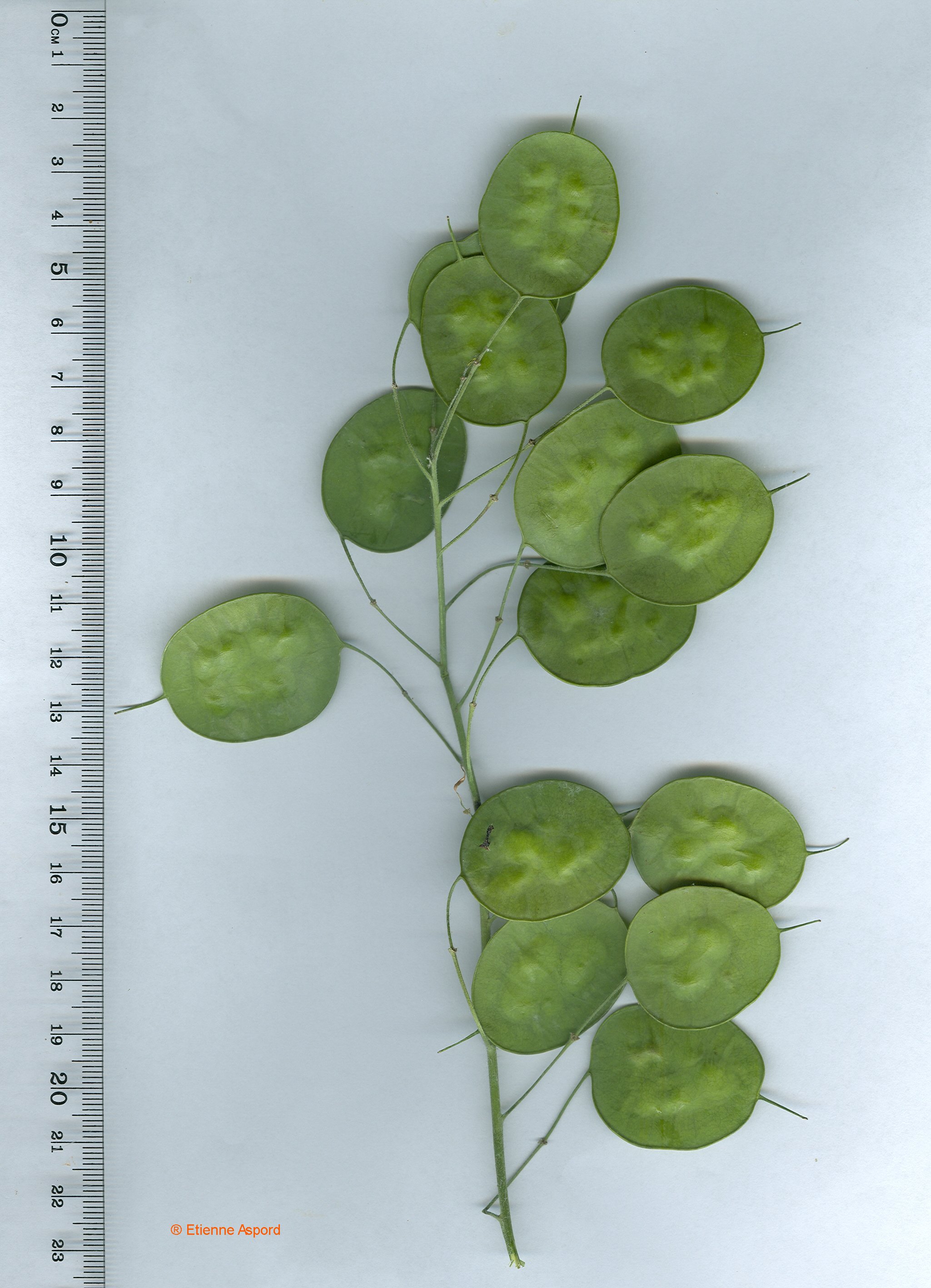 Lunaria annualunaria annua