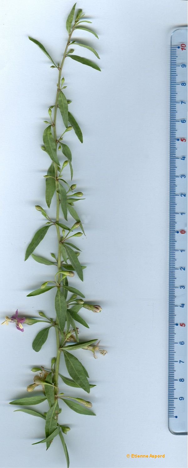 lycium barbarum