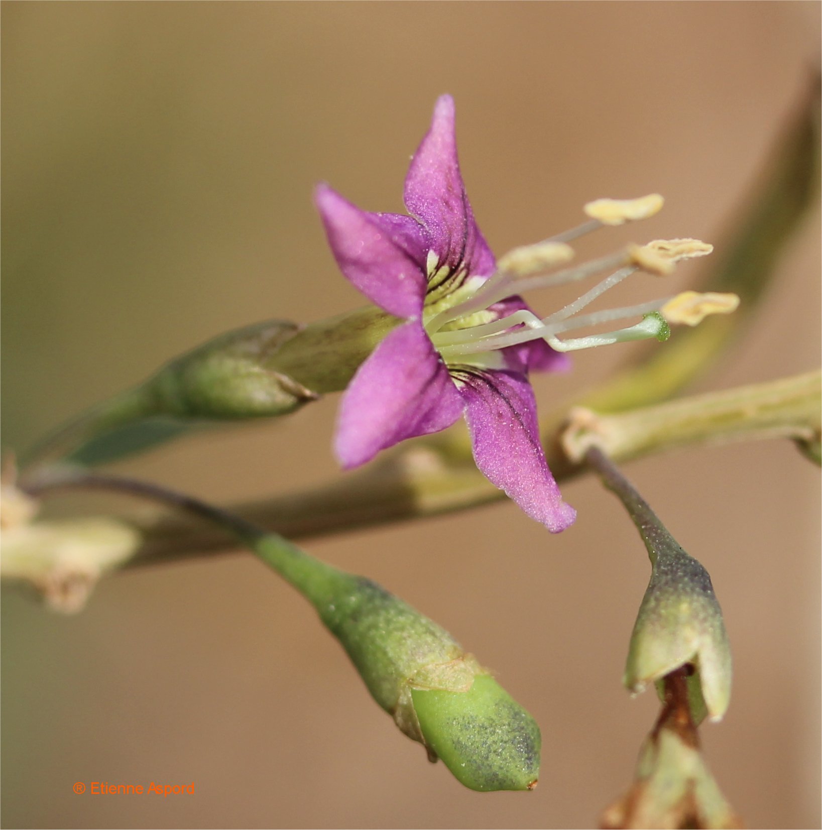 lycium barbarum
