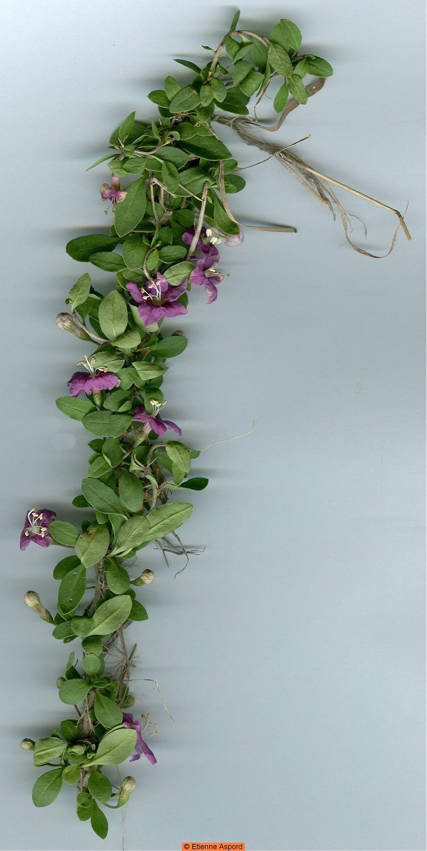 lycium chinens