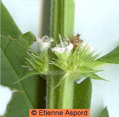 Lycopus europaeuslycopus europaeus