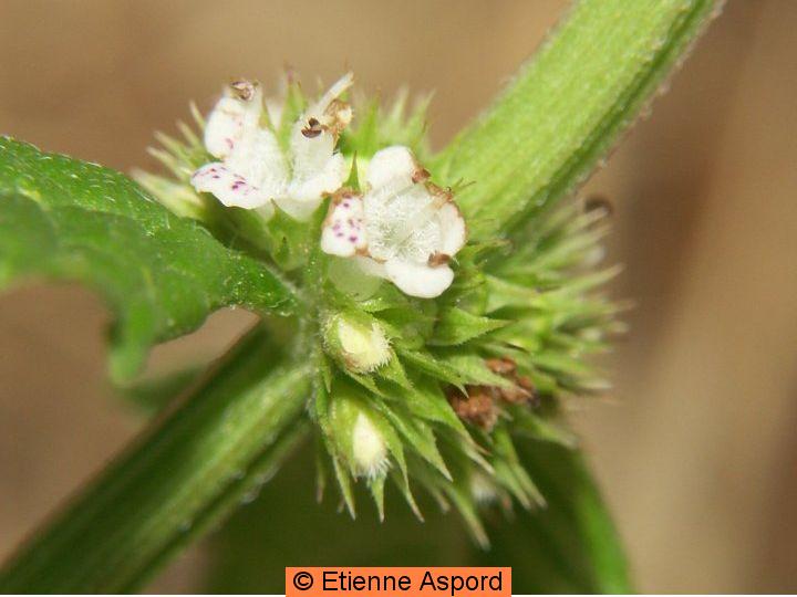 Lycopus europaeuslycopus europaeus