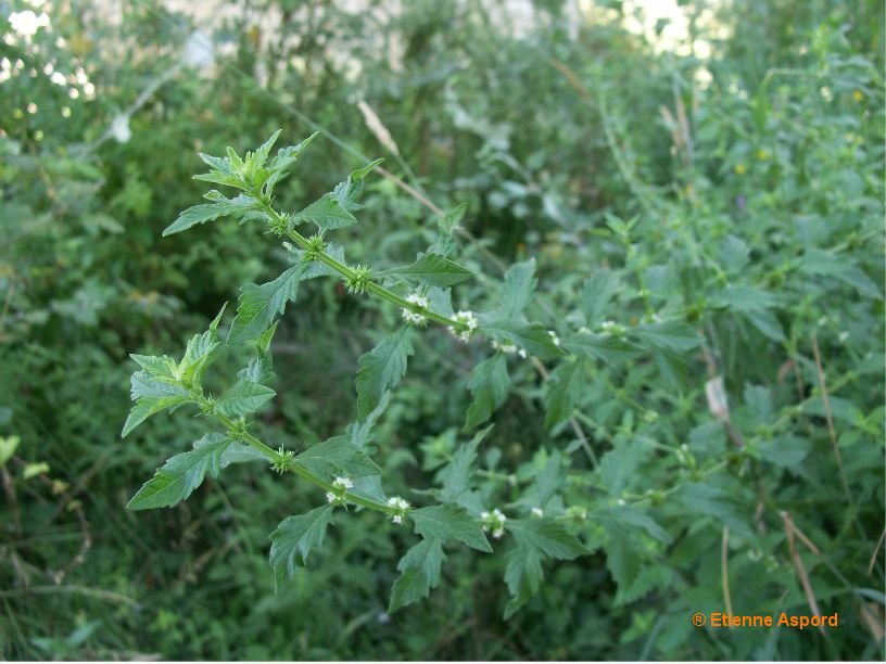 Lycopus europaeuslycopus europaeus
