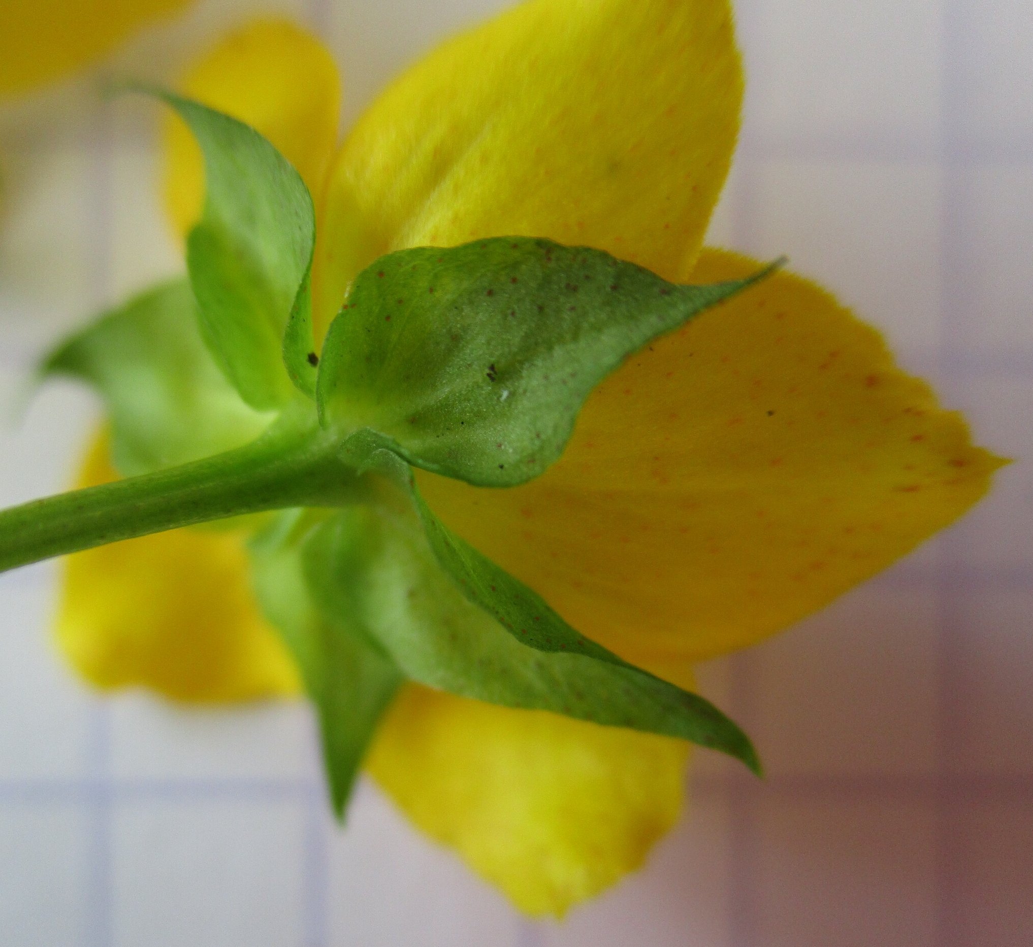 lysimachia nummularia