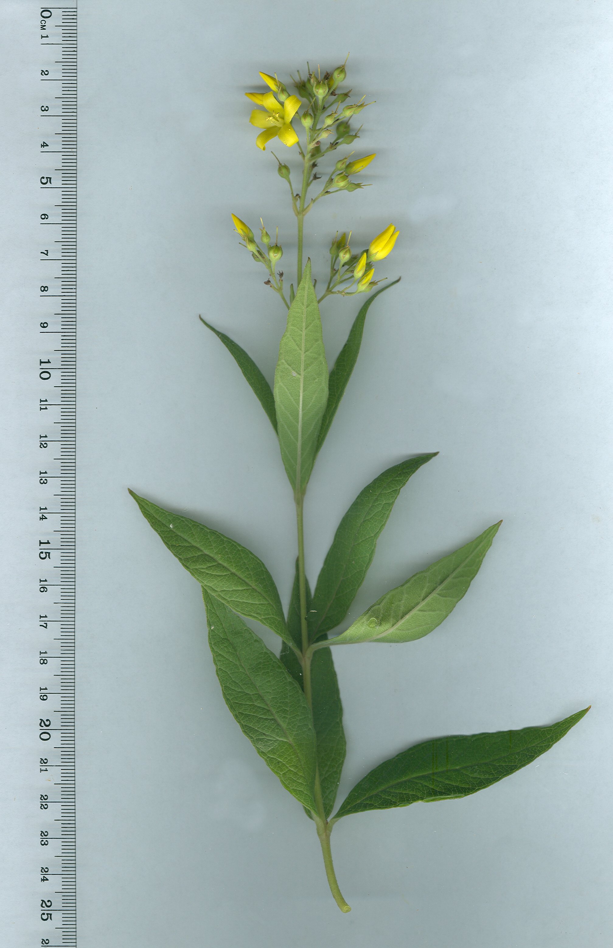 lysimachia vulagaris