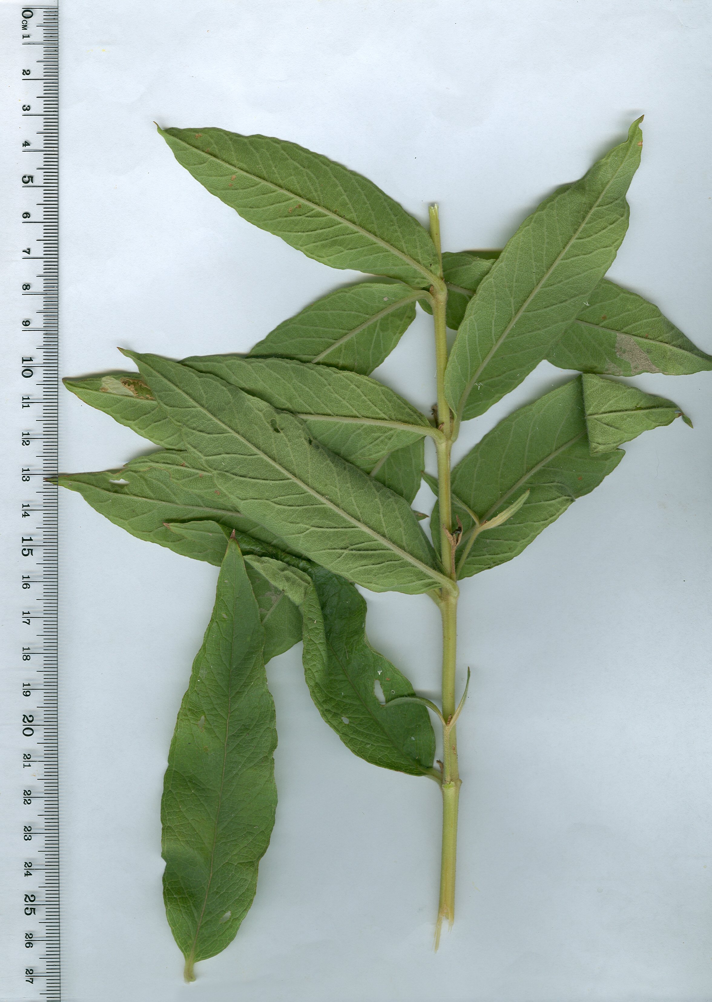 lysimachia vulagaris