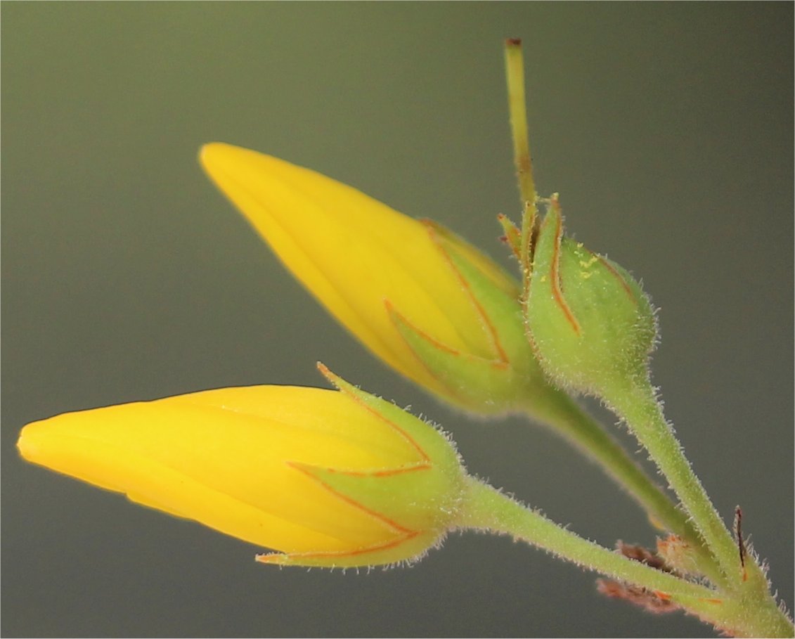 lysimachia vulagaris
