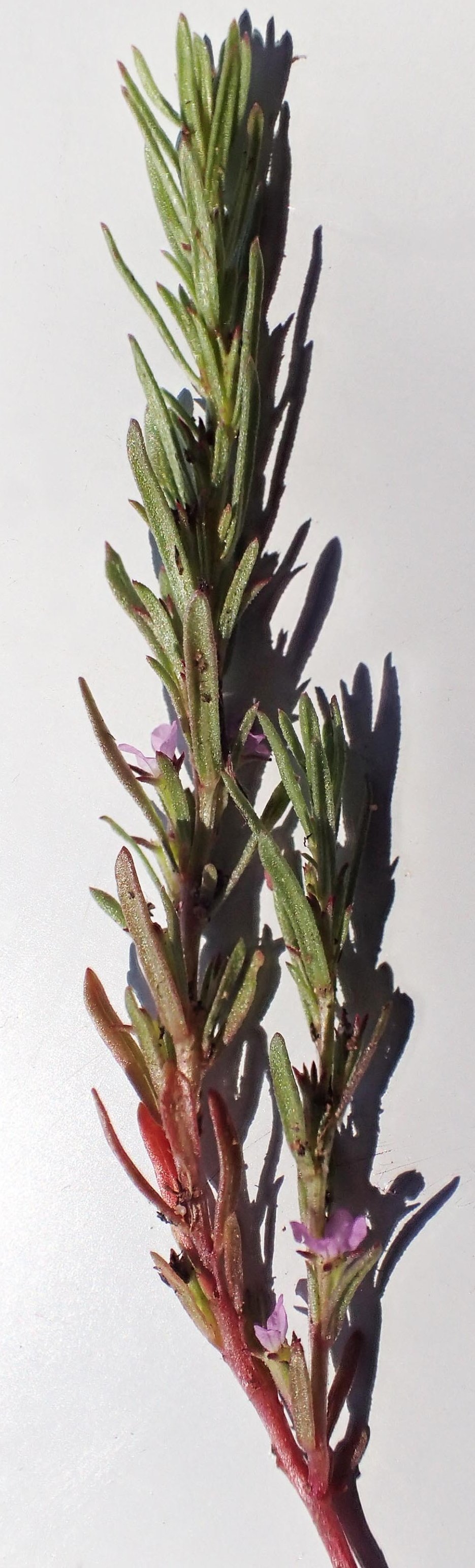 lythrum thymifolia