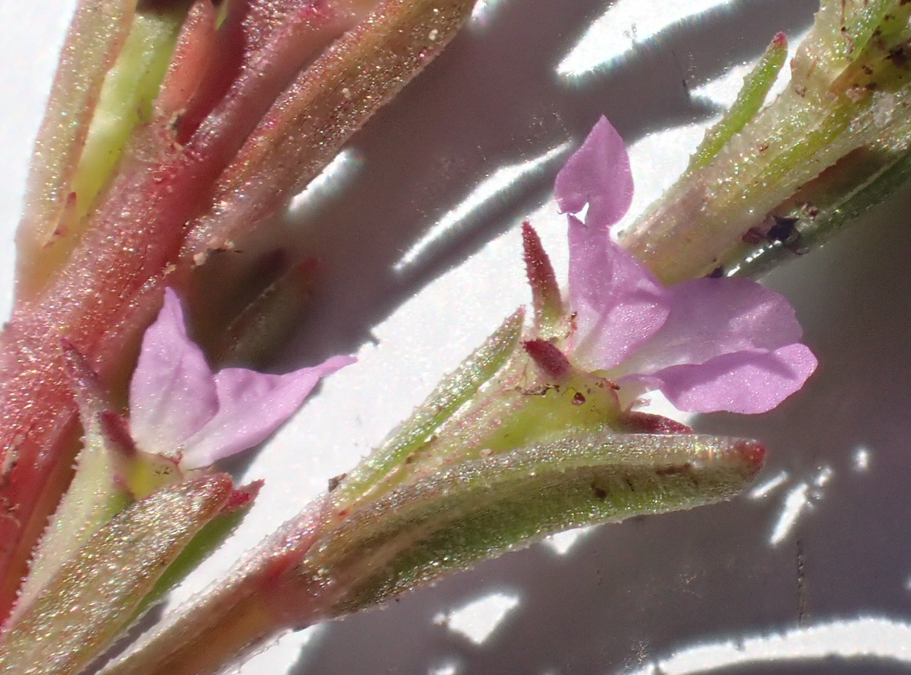 lythrum thymifolia