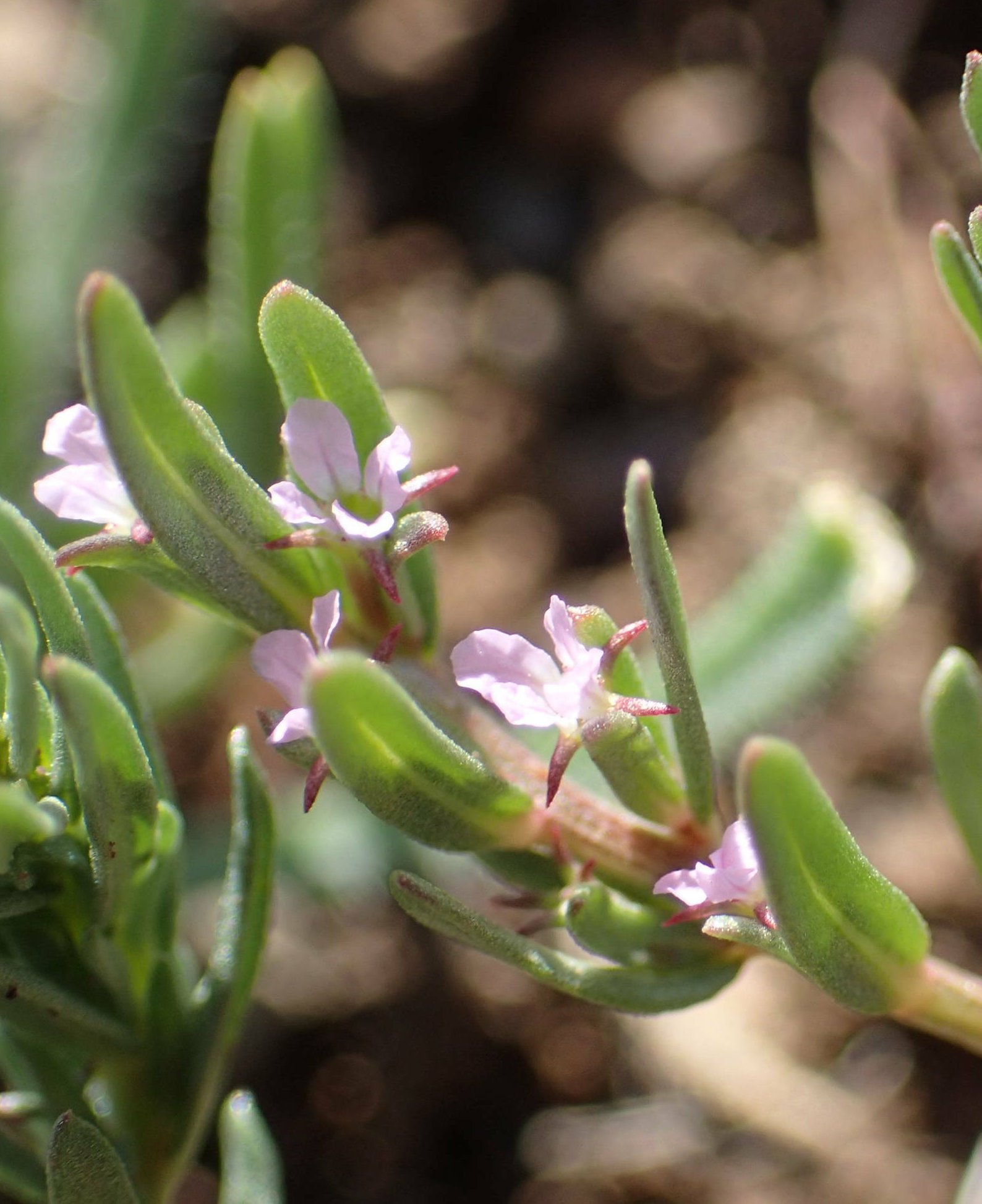 lythrum thymifolia